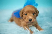 Bear, a male Maltipoo for sale in Houston, TX – Photo 1 of 4