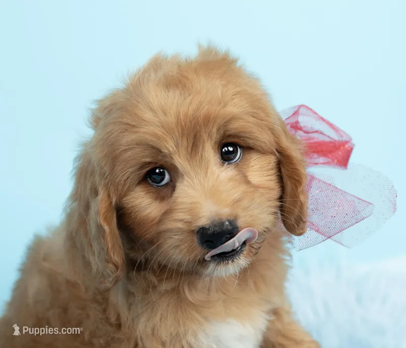 Chewie – Maltipoo puppy for sale in Houston, TX