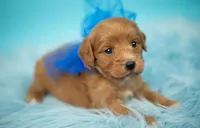 Bear, a male Maltipoo for sale in Houston, TX – Photo 3 of 4