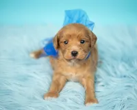 Bear, a male Maltipoo for sale in Houston, TX – Photo 4 of 4