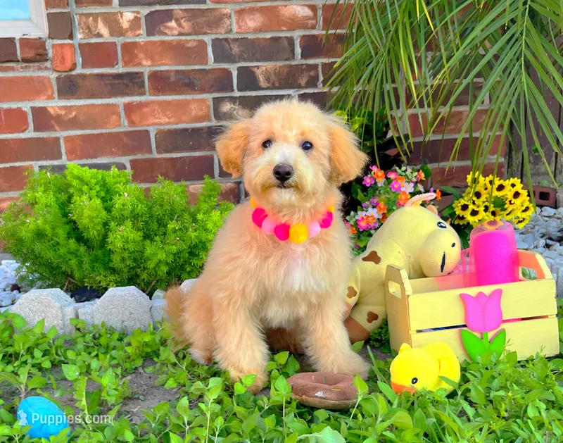 Aurora – Maltipoo puppy for sale in Houston, TX