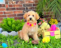 Aurora, a female Maltipoo for sale in Houston, TX – 1 of 5