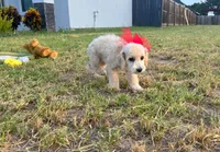 Peanut , a male Maltipoo for sale in Houston, TX – 5 of 7