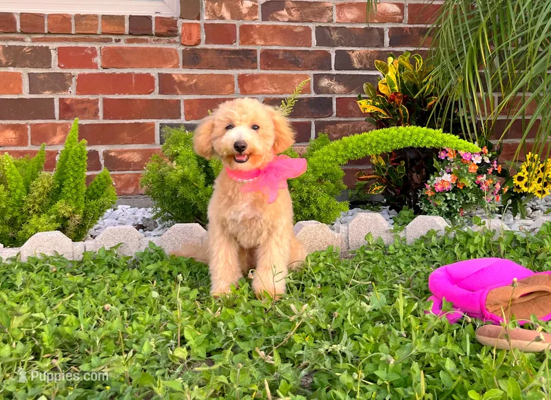 Aurora – Maltipoo puppy for sale in Houston, TX
