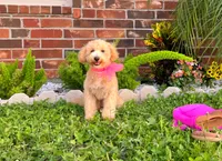 Aurora, a female Maltipoo and Poodle - Miniature  for sale in Houston, TX – 1 of 5