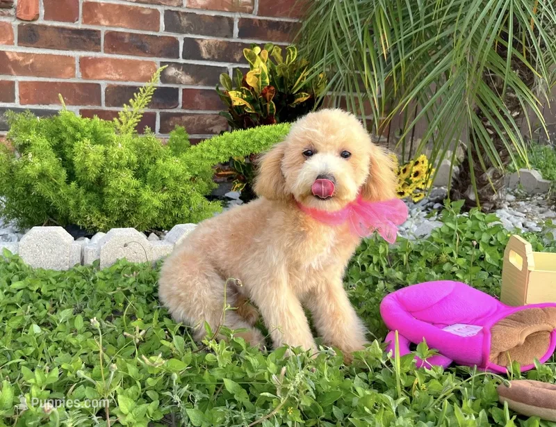 Aurora – Maltipoo puppy for sale in Houston, TX