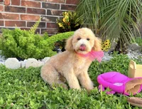 Aurora, a female Maltipoo and Poodle - Miniature  for sale in Houston, TX – 3 of 5