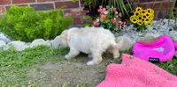 Coco Chanel, a female Maltipoo for sale in Houston, TX – 5 of 5