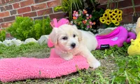 Coco Chanel, a female Maltipoo for sale in Houston, TX – 4 of 5