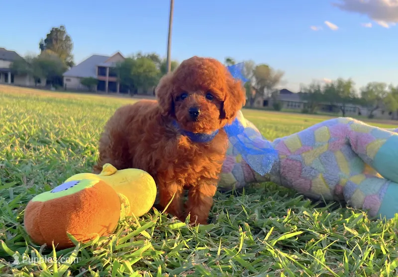 Teddy  – Poodle - Toy  puppy for sale in Houston, TX