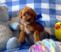 Romeo , a male Poodle - Toy  for sale in Houston, TX – 2 of 4