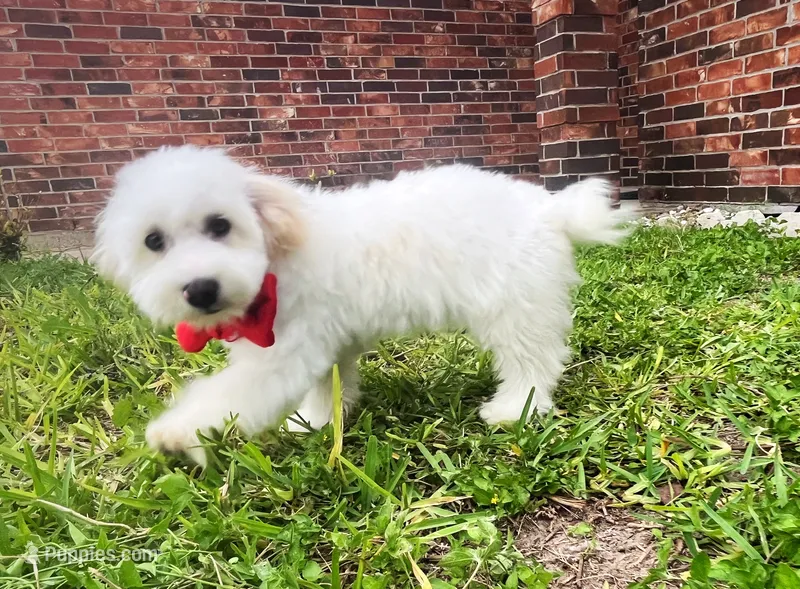 Charles  – Maltipoo puppy for sale in Houston, TX