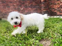Luke, a male Maltipoo for sale in Houston, TX – 3 of 3