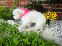 Princess, a female Maltipoo for sale in Houston, TX – 4 of 4