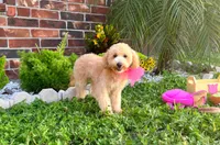 Aurora, a female Maltipoo and Poodle - Miniature  for sale in Houston, TX – 5 of 5