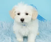 Prince, a male Maltipoo for sale in Houston, TX – Photo 3 of 7