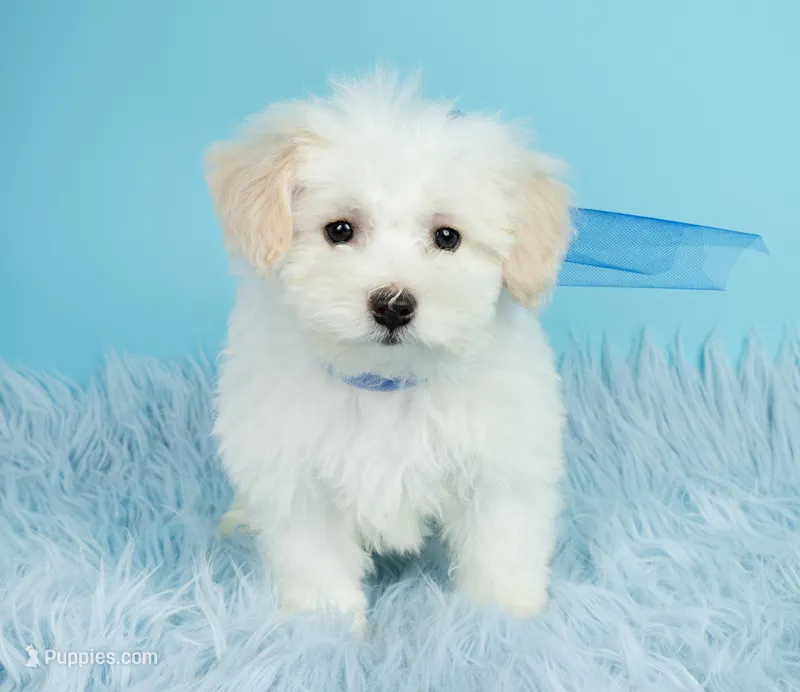 Prince – Maltipoo puppy for sale in Houston, TX