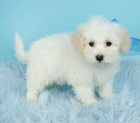 Prince, a male Maltipoo for sale in Houston, TX – Photo 5 of 7
