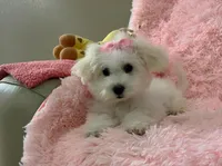 Snow White , a female Maltipoo for sale in Houston, TX – Photo 3 of 3