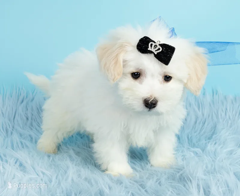 Prince – Maltipoo puppy for sale in Houston, TX