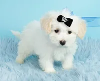 Prince, a male Maltipoo for sale in Houston, TX – Photo 1 of 7