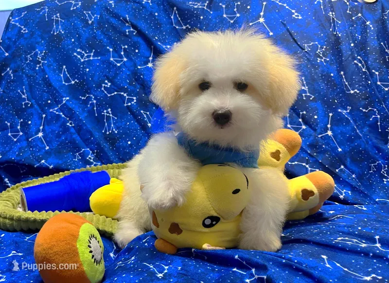 Prince – Maltipoo puppy for sale in Houston, TX