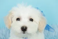 Prince, a male Maltipoo for sale in Houston, TX – Photo 7 of 7