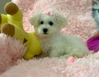 Snow White , a female Maltipoo for sale in Houston, TX – Photo 2 of 3