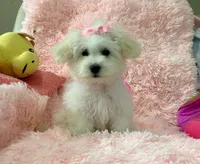 Snow White , a female Maltipoo for sale in Houston, TX – Photo 1 of 3