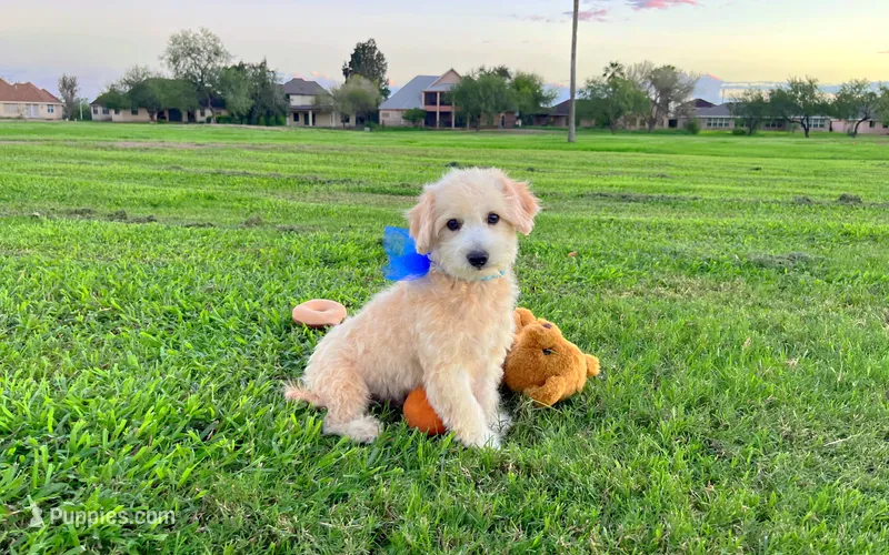 Peanut  – Maltipoo puppy for sale in Houston, TX