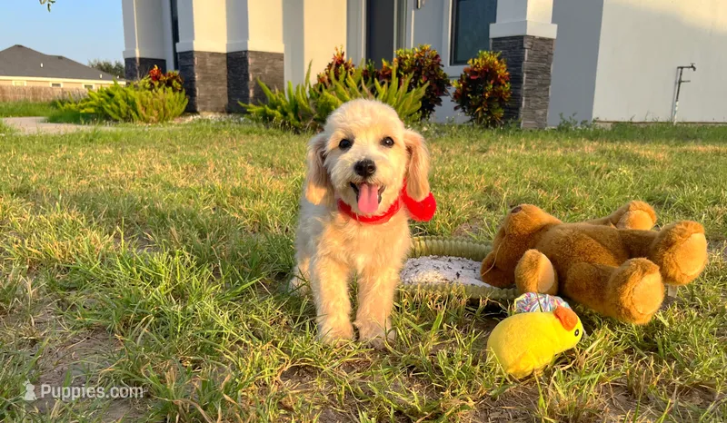 Peanut  – Maltipoo puppy for sale in Houston, TX