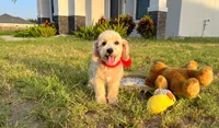 Peanut , a male Maltipoo for sale in Houston, TX – 1 of 7