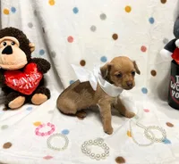 Gigi, a female Chihuahua for sale in Houston, TX – Photo 1 of 4