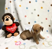 Gigi, a female Chihuahua for sale in Houston, TX – Photo 3 of 4