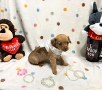 Gigi, a female Chihuahua for sale in Houston, TX – Photo 4 of 4