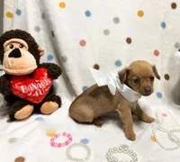 Gigi, a female Chihuahua for sale in Houston, TX – Photo 2 of 4