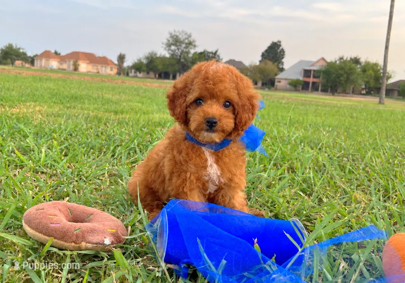 Romeo  – Poodle - Toy  puppy for sale in Houston, TX