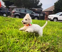 Snow White, a female Maltipoo for sale in Houston, TX – 4 of 5