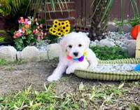 Bubbles 🫧 , a male Maltipoo for sale in Houston, TX – 3 of 6