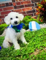 Bubbles , a male Maltipoo for sale in Houston, TX – 5 of 5