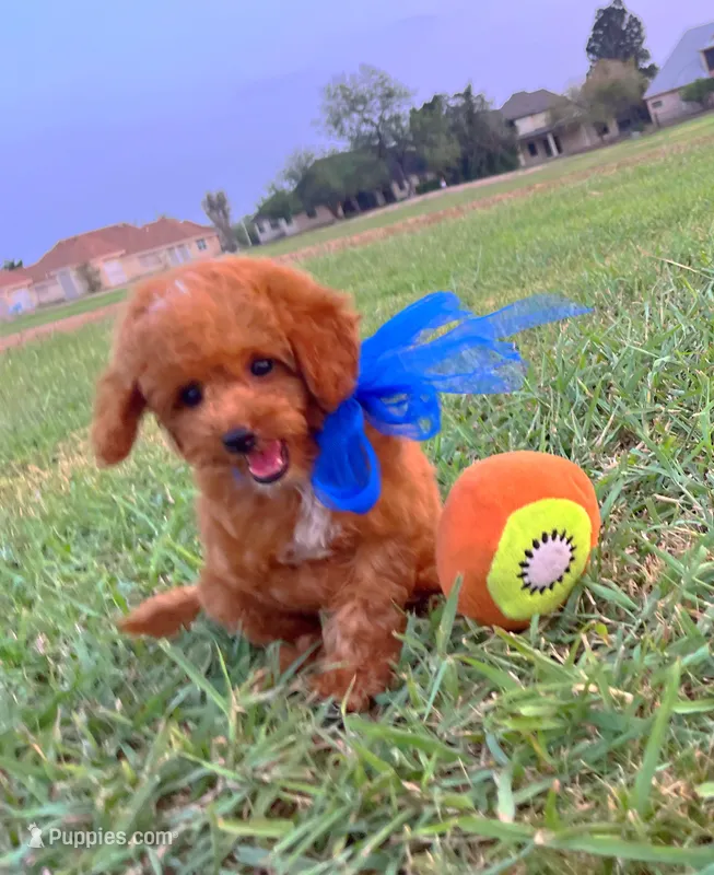Romeo  – Poodle - Toy  puppy for sale in Houston, TX