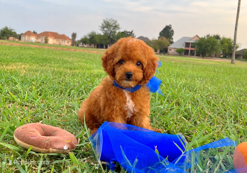 Romeo  – Poodle - Toy  puppy for sale in Houston, TX