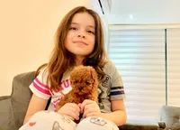 Tiny Red Poodle , a male Poodle - Toy  for sale in Houston, TX – 5 of 10