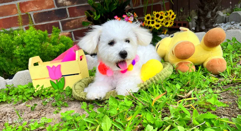 Snow White – Maltipoo puppy for sale in Houston, TX