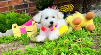 Snow White, a female Maltipoo for sale in Houston, TX – 2 of 5