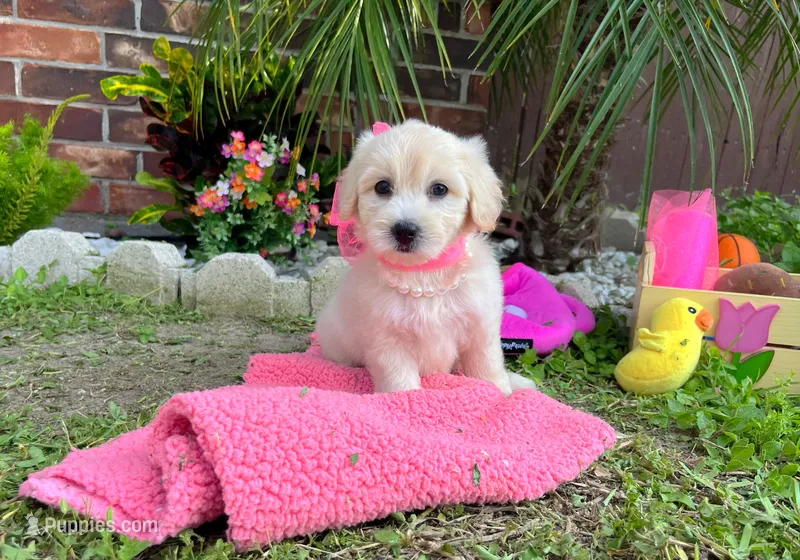 Coco Chanel – Maltipoo puppy for sale in Houston, TX