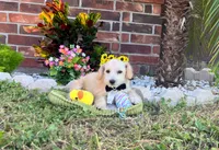 Peanut , a male Maltipoo for sale in Houston, TX – 6 of 6