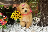 Aurora, a female Maltipoo for sale in Houston, TX – Photo 4 of 6