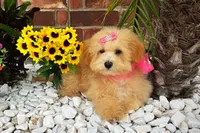 Aurora, a female Maltipoo for sale in Houston, TX – Photo 2 of 6