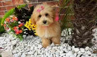 Aurora, a female Maltipoo for sale in Houston, TX – Photo 3 of 6